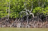 The mangrove forests of Krabi remain remarkably intact and are home to many types of fish, crabs, shrimps and molluscs. They are also important nesting grounds for hundreds of different bird species, as well as providing shelter for dugongs, monkeys, lizards and sea turtles.<br/><br/>

Mangroves are various kinds of trees up to medium height and shrubs that grow in saline coastal sediment habitats in the tropics and subtropics – mainly between latitudes 25° N and 25° S.