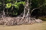 The mangrove forests of Krabi remain remarkably intact and are home to many types of fish, crabs, shrimps and molluscs. They are also important nesting grounds for hundreds of different bird species, as well as providing shelter for dugongs, monkeys, lizards and sea turtles.<br/><br/>

Mangroves are various kinds of trees up to medium height and shrubs that grow in saline coastal sediment habitats in the tropics and subtropics – mainly between latitudes 25° N and 25° S.