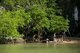 Thailand: Fishing in the mangroves near Krabi Town and Ko Klang, Krabi Province